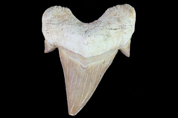Otodus Shark Tooth Fossil - Eocene #72856